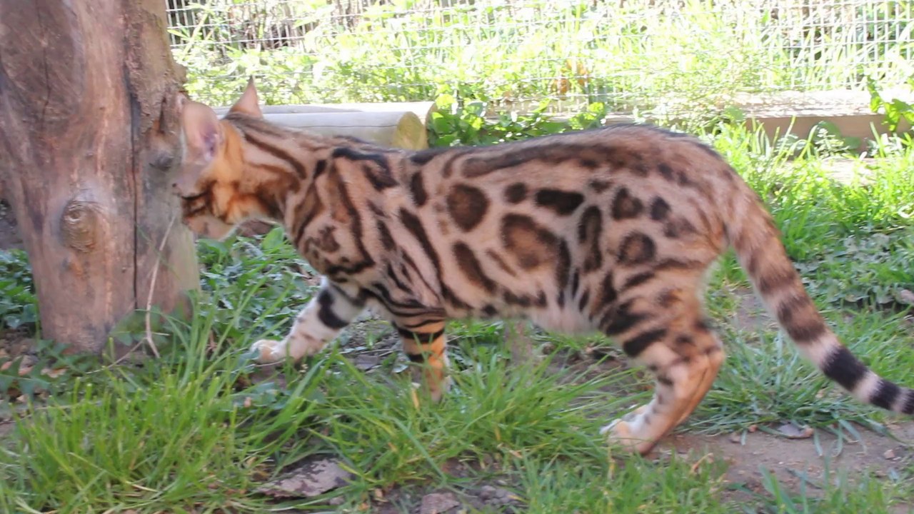 Hypnotic'Bengal I'Priscus