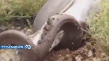 بالفيديو : ثعبان يبتلع تمساحا بعد معركة استمرت 5 ساعات