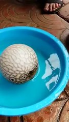 Amazing Never Seen Before Creature -Pakistanama