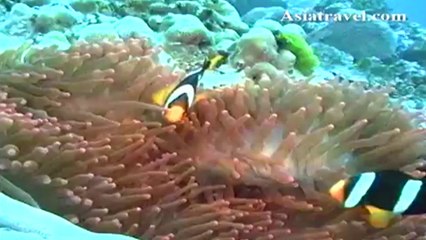 Mergui Archipelago Diving Tour by Asiatravel.com