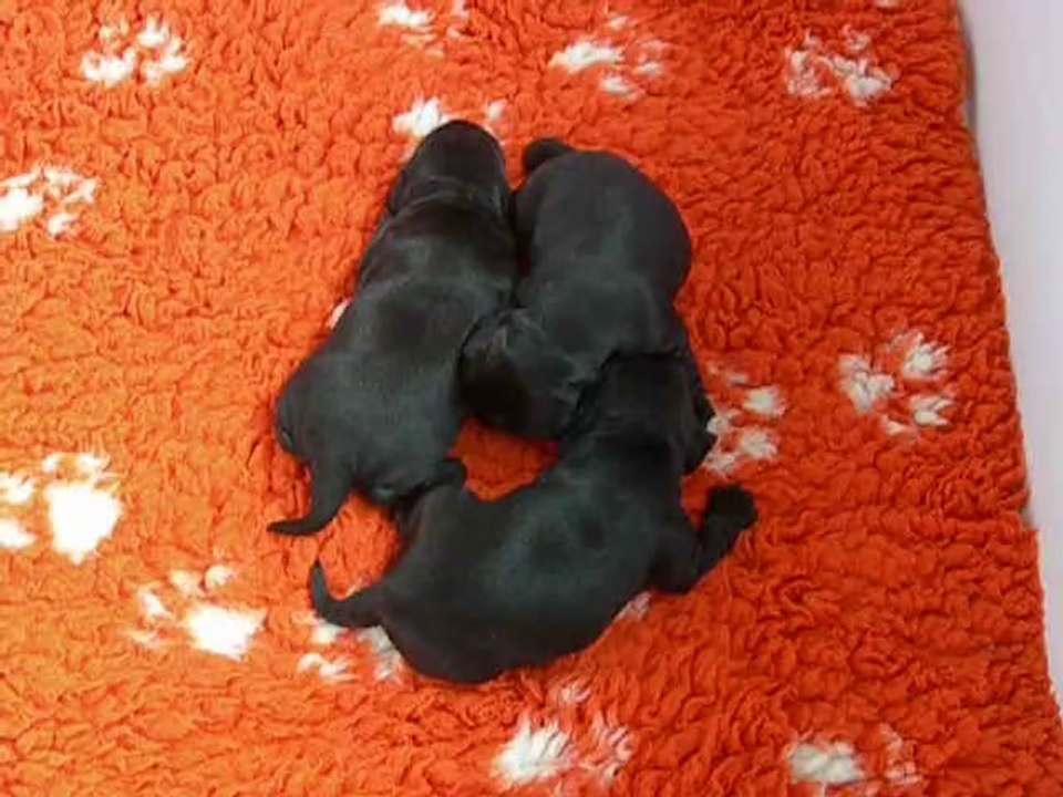 chiot cocker noir
