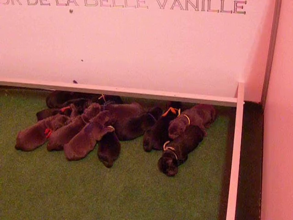 nichée labrador noir et chocolat