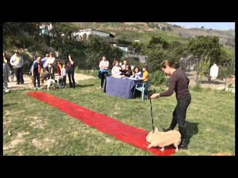 Napoli - Sfilata di cani randagi per raccolta fondi -live- (16.03.14)