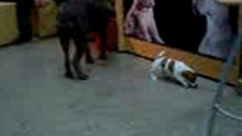 pit bull vs jack russel