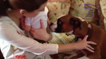 Des chiens et des chats qui rencontrent des bébés pour la première fois