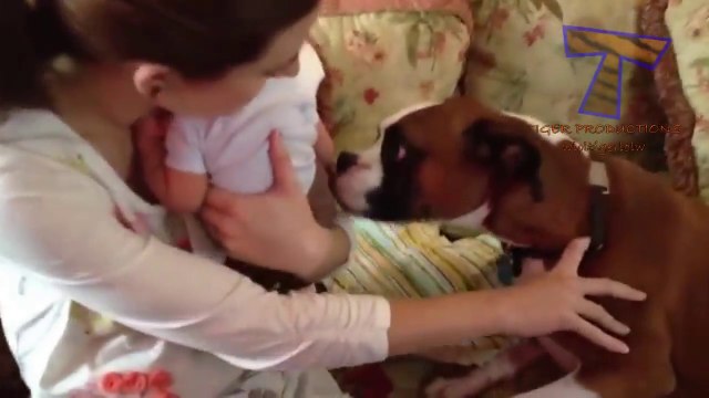 Des chiens et des chats qui rencontrent des bébés pour la première fois