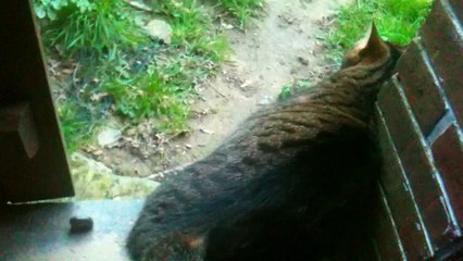 Chats de nul part, nous les avons adopté.