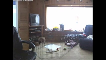 Puppy Makes Daring Prison Break