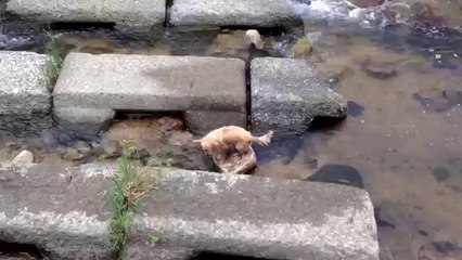 Kendi Kendine Topla Oynayan Sevimli Köpek