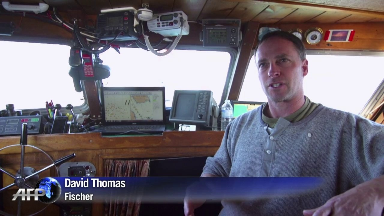 'Penismuscheln' als Potenzmittel in Asien begehrt