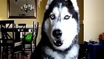Husky Says Twelve Words