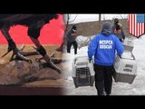 3,000  roosters rescued in New York cockfighting bust