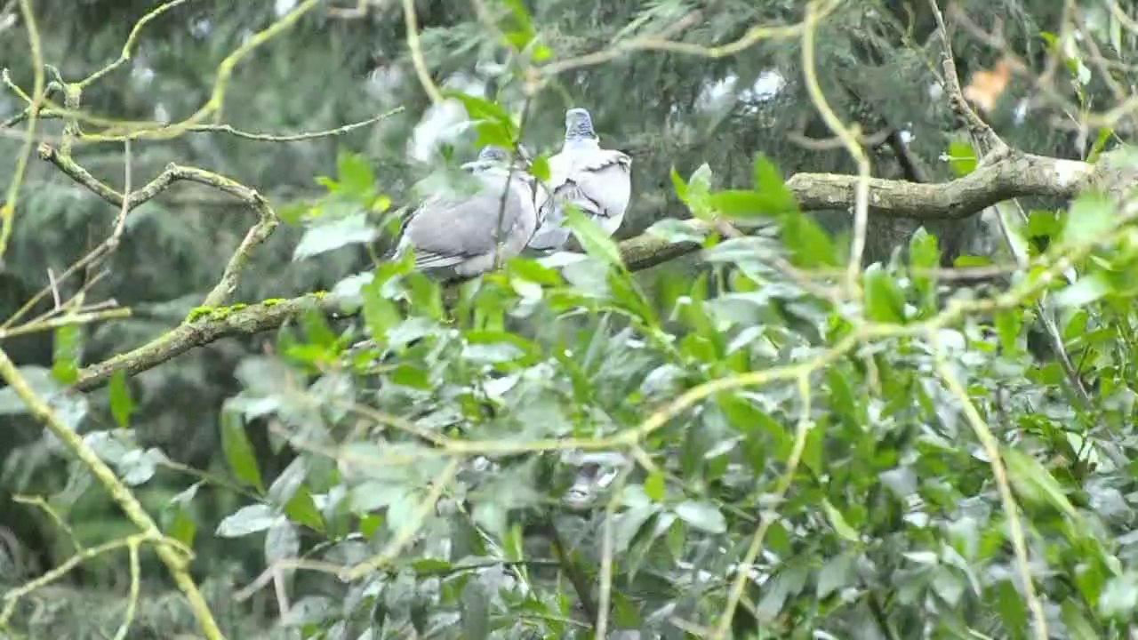 Pigeons Amoureux