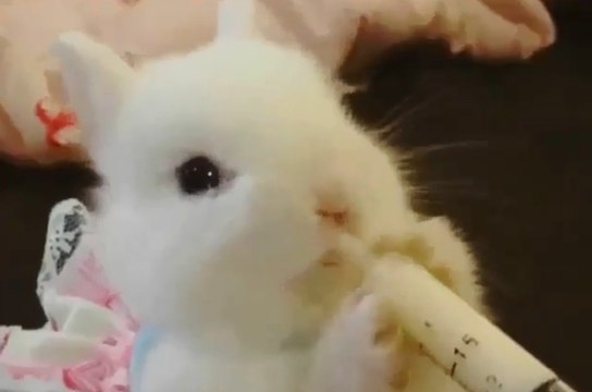 Bu kadar da sevimli olunmaz ki..