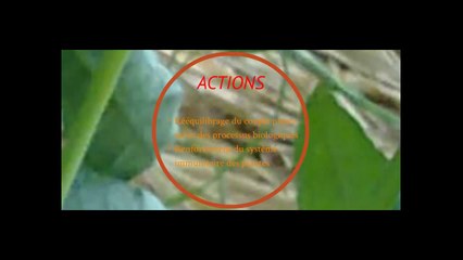 MSV 2013 - atelier apports organiques - Emmanuel Chemineau