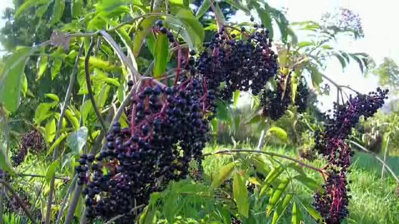 4 Most Popular Health Benefits Of Elderberry