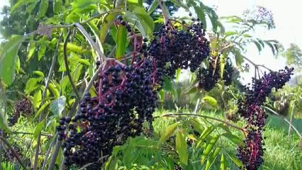 4 Most Popular Health Benefits Of Elderberry