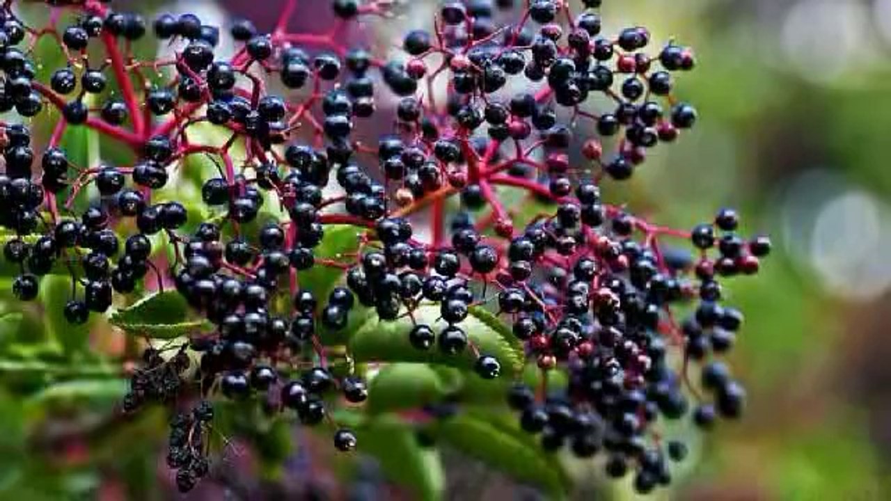4 Major Popular Health Advantages Of Elderberry