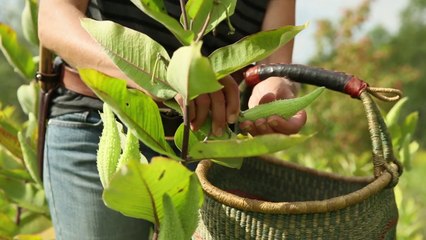 Wild native plants, the abundance all around us