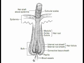Interesting Facts about your Hair