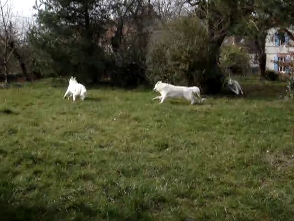 IPSO, 2 p'tits tours et puis s'en va