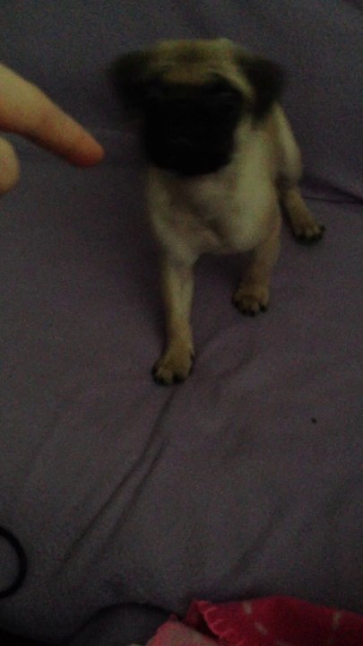 Pug Sit Down