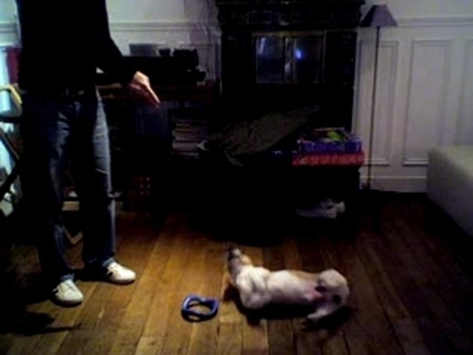 chico mon Jack Russel