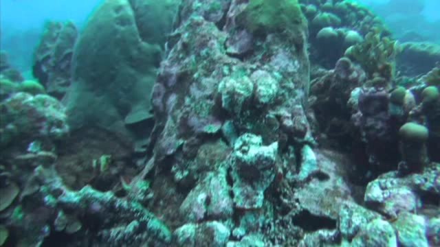 Fairy Wrasse Fish Turns 'Humann'