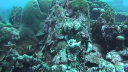 Fairy Wrasse Fish Turns 'Humann'