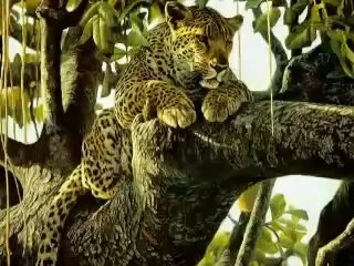 Wonderful Life - panflute