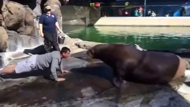 Coach Jim Harbaugh Does Push Ups With Walrus