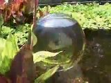 La boule à poisson ou Add-A-Sphere... Aquarium révolutionnaire!