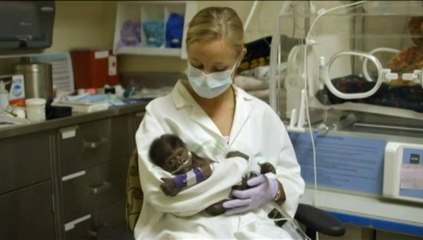 Le bébé gorille né par césarienne souffre d'une pneumonie