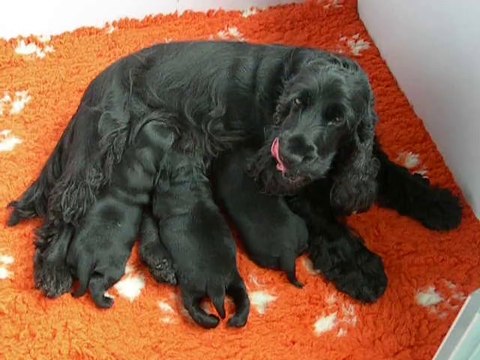 bébés cocker noir de 15 jours