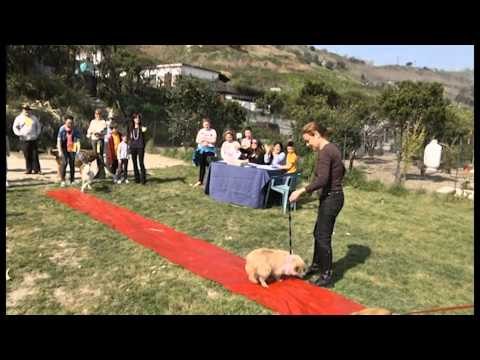 Napoli - Sfilata di cani randagi per raccolta fondi (16.03.14)