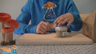 Instruction video: How to Grow mushrooms with  PF-Tek for simple minds |  Magic Mushroom Cultivation