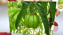 Garcinia Cambogia is actually Successful Weight-loss Health supplement