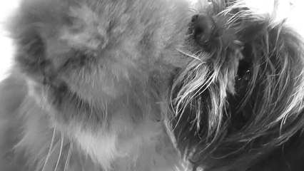 Το πρώτο φιλί (παρωδία)