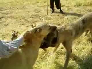 kırıkkaleden bozo ve çapar