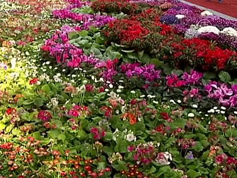 Китайцы спешат насладиться весенним цветением