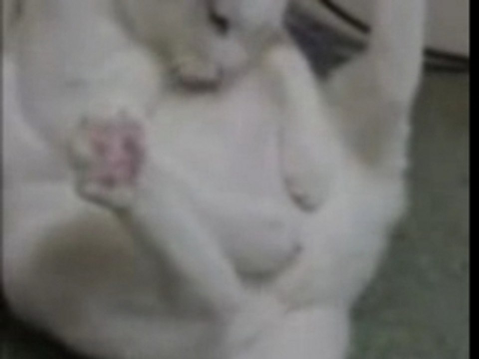 Kittyplay582618