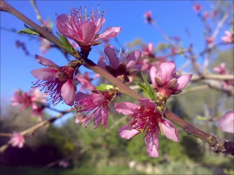 Nice bu hasret-i dildar ile giryan olayım