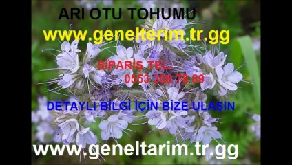 arı-otu-tohumu-ekimi