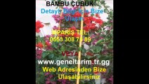 BAMBU-ÇUBUKLAR,bambu-çubuk-fiyatları,bambu-çubuk-fiyatı,bambu-destek-çubuğu,bambu-cubuk,bambu-bitki-destek-çubuğu,bambu-bitki-destek-çubukları