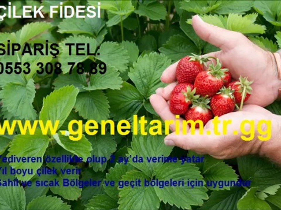 çilek_fidesi_fiyatı,çilek_fidesi_fiyatları,sarmaşık_çilek_fidesi, çilek fidesi,çilek-fidesi