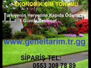 kuraklığa dayanıklı çim tohumu,cim tohumu,CİM TOHUMU,ÇİM TOHUMU