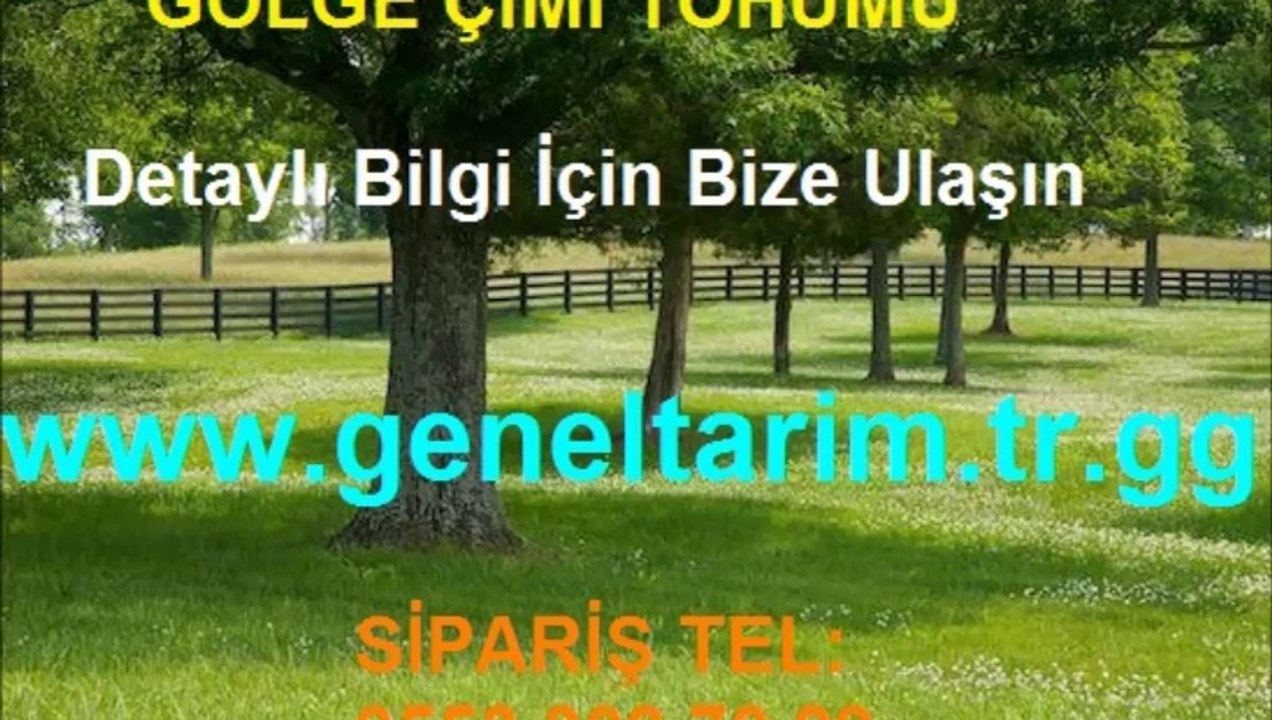 gölge-alanlar-çim-tohumu,GÖLGE-ÇİMİ,GÖLGE-ÇİM-TOHUMU