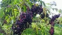 4 Most Popular Health Benefits Of Elderberry-408-390-4876