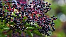 Four Great Popular Wellness Benefits Of Elderberry-408-390-4876