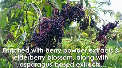 Four Best Popular Health Advantages Of Elderberry-408-390-4876